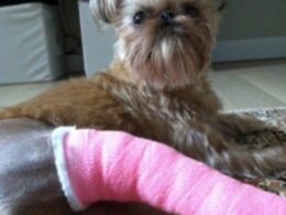 Pretty in pink: Her owner says the store where she purchased Umka should pay Umka for pain and suffering for these birth defects