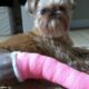 Pretty in pink: Her owner says the store where she purchased Umka should pay Umka for pain and suffering for these birth defects