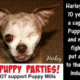 Harley Puppy Mill Survivor