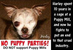 Harley Puppy Mill Survivor